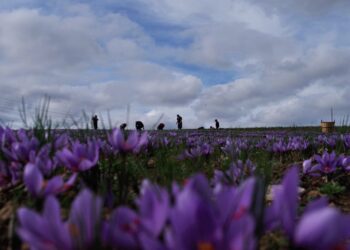 Σύμμαχος του κρόκου ο καιρός- Μωβ χρυσός στα χωράφια- Αύξηση και στην ποιότητα της παραγωγής- Έλλειψη εργατικών χεριών