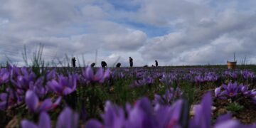 Σύμμαχος του κρόκου ο καιρός- Μωβ χρυσός στα χωράφια- Αύξηση και στην ποιότητα της παραγωγής- Έλλειψη εργατικών χεριών