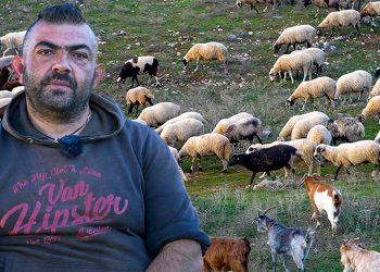 Η ΖΩΗ ΣΤΟ ΧΩΡΙΟ: Το κοπάδι του Βασίλη στο Βροντερό Πρεσπών και οι δυσκολίες του κτηνοτρόφου σε ένα ορεινό χωριό-VIDEO