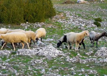 Η ΖΩΗ ΣΤΟ ΧΩΡΙΟ: Το κοπάδι του Βασίλη στο Βροντερό Πρεσπών και οι δυσκολίες του κτηνοτρόφου σε ένα ορεινό χωριό-VIDEO