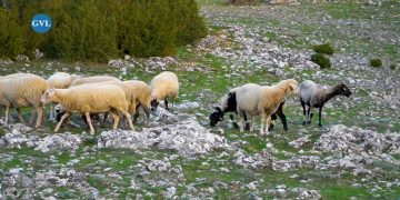 Η ΖΩΗ ΣΤΟ ΧΩΡΙΟ: Το κοπάδι του Βασίλη στο Βροντερό Πρεσπών και οι δυσκολίες του κτηνοτρόφου σε ένα ορεινό χωριό-VIDEO