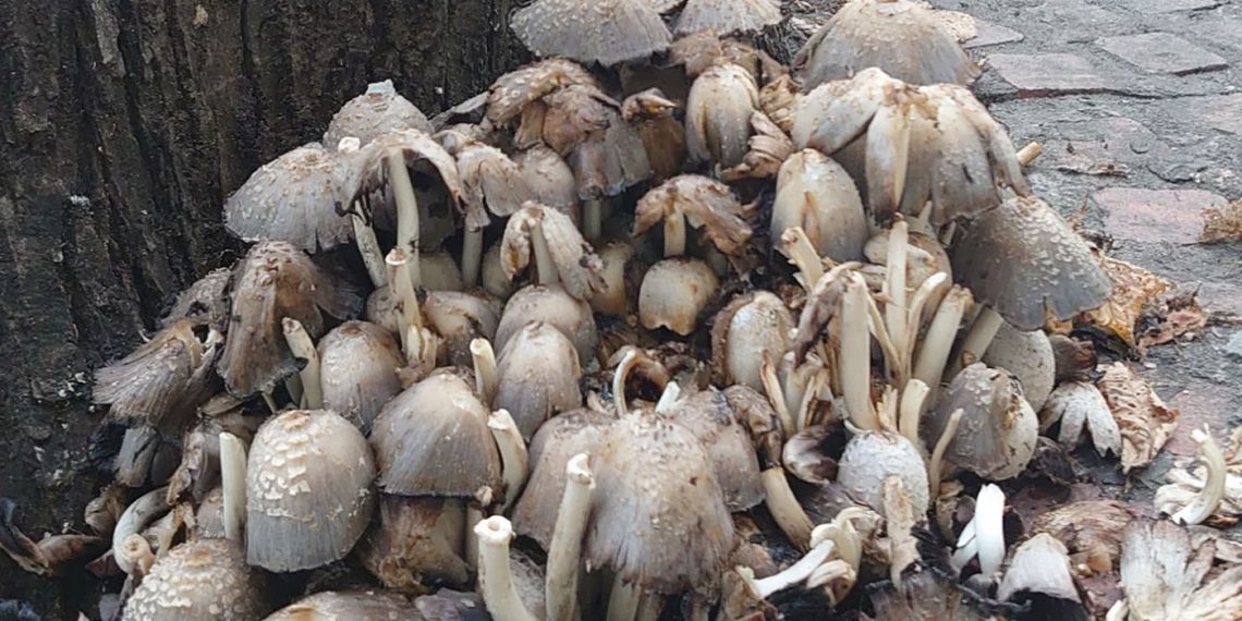 Θεσσαλονίκη: Φύτρωσαν παντού μανιτάρια -Από τα πεζοδρόμια στην Τσιμισκή μέχρι την παραλία [εικόνες]