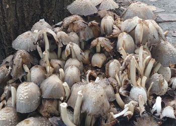Θεσσαλονίκη: Φύτρωσαν παντού μανιτάρια -Από τα πεζοδρόμια στην Τσιμισκή μέχρι την παραλία [εικόνες]