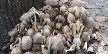 Θεσσαλονίκη: Φύτρωσαν παντού μανιτάρια -Από τα πεζοδρόμια στην Τσιμισκή μέχρι την παραλία [εικόνες]