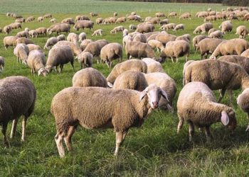 Σεμινάρια του ΕΛΓΟ στο Λιβαδερό και στην Καστοριά για την κτηνοτροφία