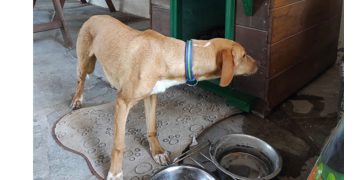 Βρήκε ένα ζεστό σπίτι ο σκύλος που είχε σώσει η Π.Υ. Πτολεμαΐδας από πηγάδι