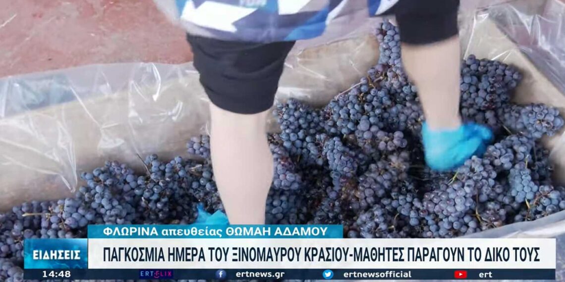 Μικροί μαθητές τρύγησαν το ξινόμαυρο στο Αμύνταιο – Ρεπορτάζ της ΕΡΤ