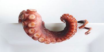 Χταπόδι με μέλι και κρόκο Κοζάνης του Έκτορα Μποτρίνι