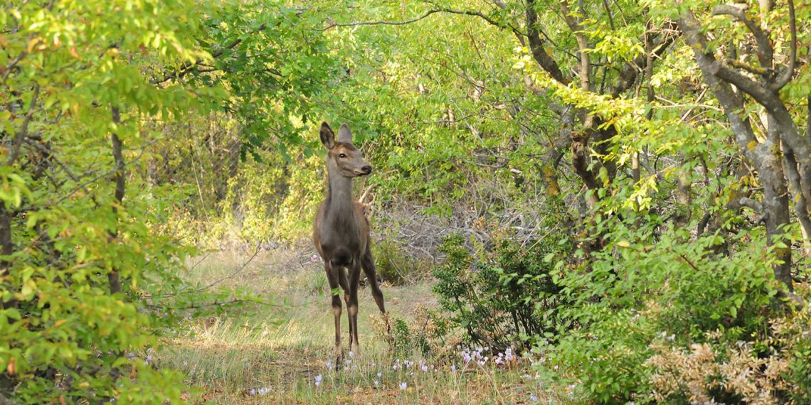 Ολοκληρώθηκε το πρόγραμμα ενίσχυσης της επιχειρησιακής ετοιμότητας του ΑΡΚΤΟΥΡΟΥ στην περίθαλψη και επανένταξη μεγάλων ειδών της Άγριας Πανίδας