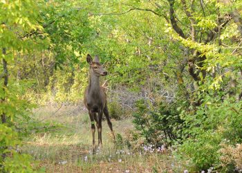 Ολοκληρώθηκε το πρόγραμμα ενίσχυσης της επιχειρησιακής ετοιμότητας του ΑΡΚΤΟΥΡΟΥ στην περίθαλψη και επανένταξη μεγάλων ειδών της Άγριας Πανίδας