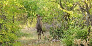 Ολοκληρώθηκε το πρόγραμμα ενίσχυσης της επιχειρησιακής ετοιμότητας του ΑΡΚΤΟΥΡΟΥ στην περίθαλψη και επανένταξη μεγάλων ειδών της Άγριας Πανίδας