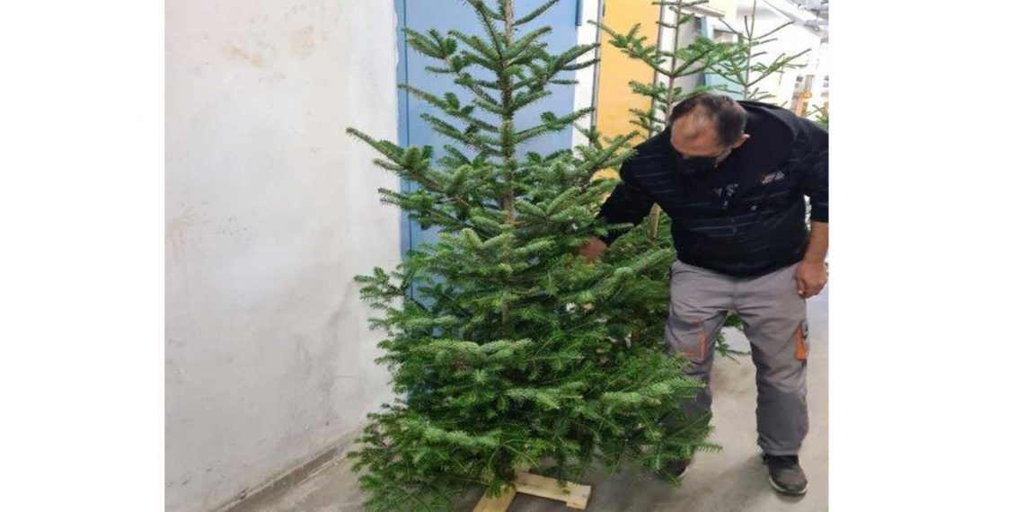 Προσφορά χριστουγεννιάτικων δέντρων στο Μποδοσάκειο Νοσοκομείο από την Καλλιόπη Σεμερτζίδου