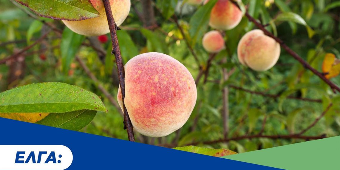 1,173 δις ευρώ για τους αγρότες από το ΥπΑΑΤ την παραμονή των Χριστουγέννων