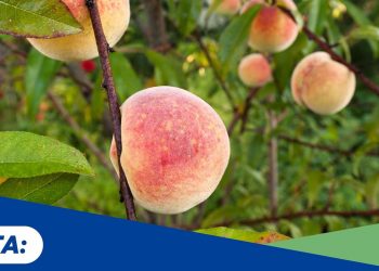 1,173 δις ευρώ για τους αγρότες από το ΥπΑΑΤ την παραμονή των Χριστουγέννων