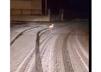 Το είδαμε και αυτό: Φλαμίνγκο βγήκε για …σκι στο δρόμο στο Καρπενήσι!