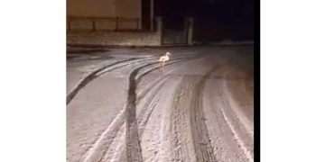 Το είδαμε και αυτό: Φλαμίνγκο βγήκε για …σκι στο δρόμο στο Καρπενήσι!