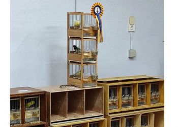 Ολοκληρώθηκε το 24ο πανελλήνιο πρωτάθλημα καναρινιών φωνής στην Αναρράχη – Τα καναρίνια που διακρίθηκαν!