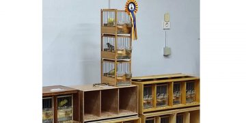 Ολοκληρώθηκε το 24ο πανελλήνιο πρωτάθλημα καναρινιών φωνής στην Αναρράχη – Τα καναρίνια που διακρίθηκαν!