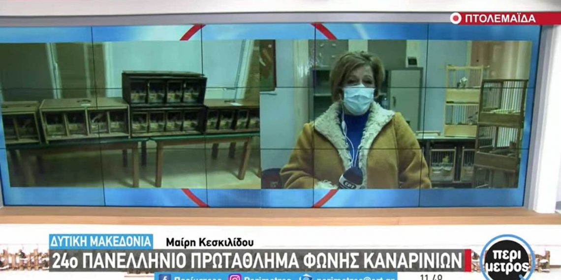 Στην Αναρράχη Εορδαίας διεξάγεται ως το Σάββατο το 24ο Πανελλήνιο Πρωτάθλημα Καναρινιών Φωνής -Δείτε τα μελωδικά τους κελαϊδίσματα στο VIDEO