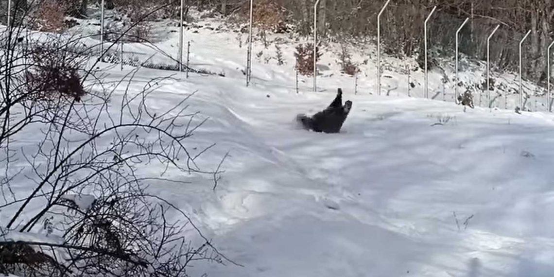 Ο Πάτρικ, η νεαρή αρκούδα του ΑΡΚΤΟΥΡΟΥ παίζει με το χιόνι! VIDEO