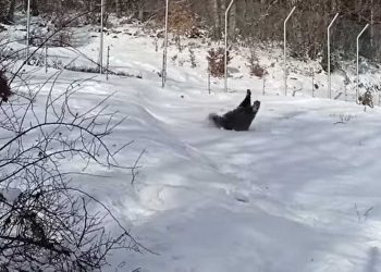 Ο Πάτρικ, η νεαρή αρκούδα του ΑΡΚΤΟΥΡΟΥ παίζει με το χιόνι! VIDEO