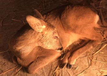 Η μικρή Ελένη, το τραυματισμένο ζαρκάδι που φροντίζει ο ΑΡΚΤΟΥΡΟΣ
