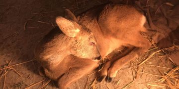 Η μικρή Ελένη, το τραυματισμένο ζαρκάδι που φροντίζει ο ΑΡΚΤΟΥΡΟΣ