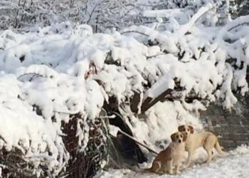 Άκρως χειμωνιάτικο τοπίο και στην Ασβεστόπετρα