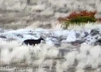 Κυνηγετικός Σύλλογος Κοζάνης: Δηλητηριασμένα δολώματα με φυτοφάρμακο σε κουφάρια ζώων σε περιοχή της Κοζάνης που εντοπίστηκε και αγέλη λύκων