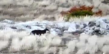 Κυνηγετικός Σύλλογος Κοζάνης: Δηλητηριασμένα δολώματα με φυτοφάρμακο σε κουφάρια ζώων σε περιοχή της Κοζάνης που εντοπίστηκε και αγέλη λύκων