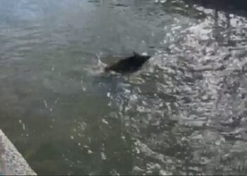 ΑΠΙΣΤΕΥΤΟ: Αγριογούρουνο κάνει ….μπάνιο στον ποταμό Σακουλέβα στη Φλώρινα! (VIDEO)