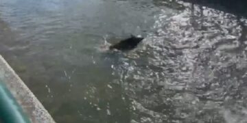 ΑΠΙΣΤΕΥΤΟ: Αγριογούρουνο κάνει ….μπάνιο στον ποταμό Σακουλέβα στη Φλώρινα! (VIDEO)