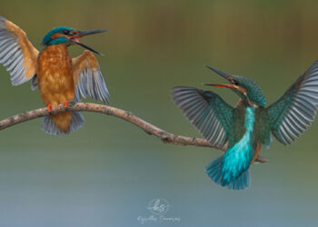 Καστοριά: «Παραμόνευε» 4 ώρες για να βγάλει αυτή τη φωτογραφία και απέσπασε το πρώτο βραβείο σε διαγωνισμό