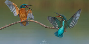 Καστοριά: «Παραμόνευε» 4 ώρες για να βγάλει αυτή τη φωτογραφία και απέσπασε το πρώτο βραβείο σε διαγωνισμό