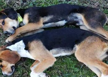 Κυνηγετικός Σύλλογος Εορδαίας: “Προσοχή, ΦΟΛΕΣ, στην ζώνη εκγύμνασης σκύλων στην Αναρράχη”