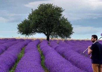 Προβλήματα λόγω αδιάθετης παραγωγής ελαίου λεβάντας σε Γρεβενά και Βόιο –	Ερώτηση του ΚΚΕ στη Βουλή
