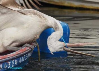 Καστοριά: Διάσωση πελεκάνου που είχε παγιδευτεί με πλαστική κορδέλα (video)