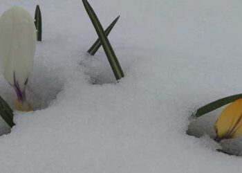 Ο χιονιάς που επιμένει και η φύση που αντιστέκεται (φώτο)