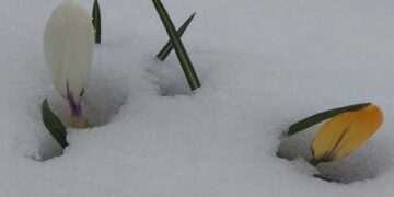 Ο χιονιάς που επιμένει και η φύση που αντιστέκεται (φώτο)