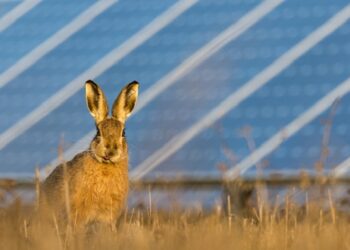 Ανάπτυξη έργων ΑΠΕ – Τι πρέπει να γνωρίζουν οι ιδιοκτήτες γης; – Χρήσιμες απαντήσεις από την Wattcrop Hellas, εταιρία με μεγάλη δραστηριότητα στις ΑΠΕ