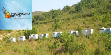 ΜΕΛΙΣΣΟΚΟΜΙΑ ΚΡΗΤΗΣ: 3η γενιά μελισσοκόμων με εξειδίκευση στην παραγωγή βασιλισσών – Ποιοτικό γενετικό υλικό και πολυετής εμπειρία τα μυστικά του Λ. Μαραγκουδάκη για τις καλύτερες βασίλισσες