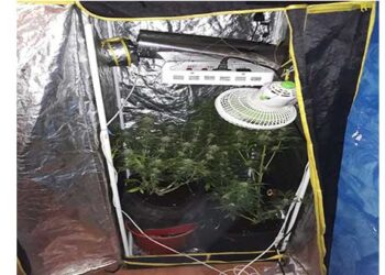 Συνελήφθη 33χρονος στην Φλώρινα για καλλιέργεια δενδρυλλίων κάνναβης. Είχε εγκαταστήσει εντός της οικίας του πλήρως διαμορφωμένο εργαστήριο υδροπονικής καλλιέργειας δενδρυλλίων κάνναβης