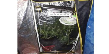 Συνελήφθη 33χρονος στην Φλώρινα για καλλιέργεια δενδρυλλίων κάνναβης. Είχε εγκαταστήσει εντός της οικίας του πλήρως διαμορφωμένο εργαστήριο υδροπονικής καλλιέργειας δενδρυλλίων κάνναβης