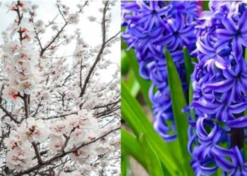 Κι όμως, μύρισε …Άνοιξη ! Έφτασε και η Πρωταπριλιά! (της Κούλας Πουλασιχίδου)