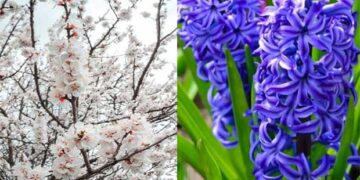 Κι όμως, μύρισε …Άνοιξη ! Έφτασε και η Πρωταπριλιά! (της Κούλας Πουλασιχίδου)