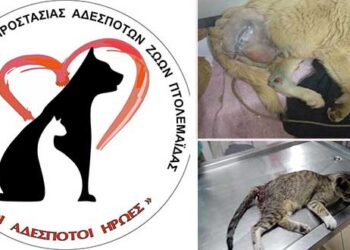 Φιλοζωικό Σωματείο Πτολεμαΐδας «Οι αδέσποτοι ήρωες»: Κάλεσμα για βοήθεια και συστράτευση για τα αδέσποτα ζώα