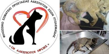 Φιλοζωικό Σωματείο Πτολεμαΐδας «Οι αδέσποτοι ήρωες»: Κάλεσμα για βοήθεια και συστράτευση για τα αδέσποτα ζώα
