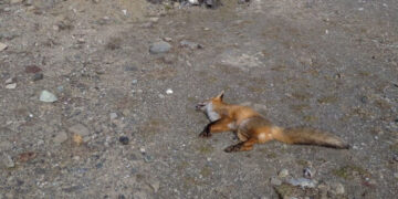 Γρεβενα: Νεκρή βρέθηκε αλεπού στην Σμίξη από δηλητηριασμένα δολώματα