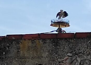 Έφτασε ο πρώτος πελαργός στην Ασβεστόπετρα