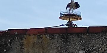 Έφτασε ο πρώτος πελαργός στην Ασβεστόπετρα